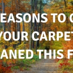 5 Reasons to get your carpet cleaned this